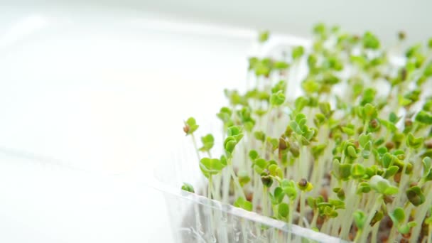 Organiczne Mikrowarzywa Spożywcze Bio Organiczne Jadalne Zbiory Wysiewie Zdrowie Ekologicznego — Wideo stockowe
