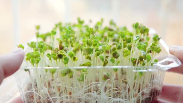 Здорові Органічні Продукти Харчування Мікрозелені Біологічні Органічні Їстівні Врожаї Після — стокове відео