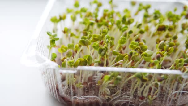 Aliments Biologiques Sains Micro Verts Bio Récolte Comestible Biologique Après — Video