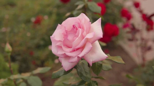 Hermosas Rosas Frescas Ciudad Fondo Natural Gran Inflorescencia Rosas Arbusto — Foto de Stock