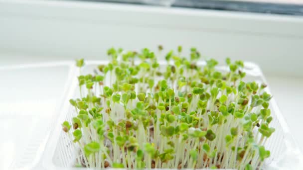 Radis Micro Verts Bio Récolte Comestible Biologique Après Ensemencement Graines — Video