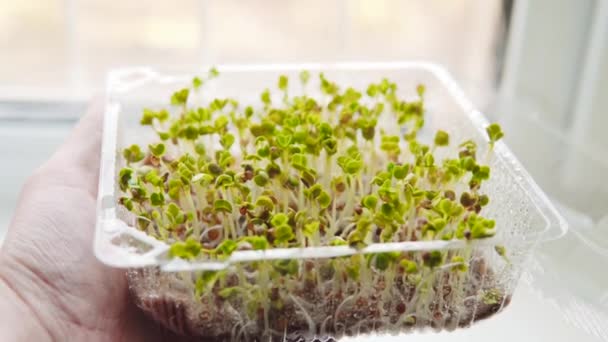 Mikrozielone Bio Organiczne Jadalne Zbiory Superjedzenie Zdrowie Ekologicznego Ogrodnictwa Ekologia — Wideo stockowe