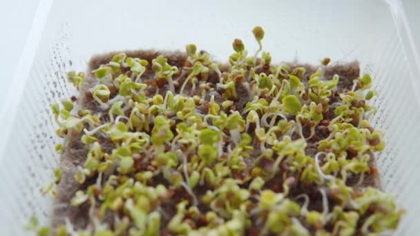 Mikrozielone Bio Kiełkowane Nasiona Organiczne Jadalne Zbiory Superjedzenie Zdrowie Ekologicznego — Wideo stockowe