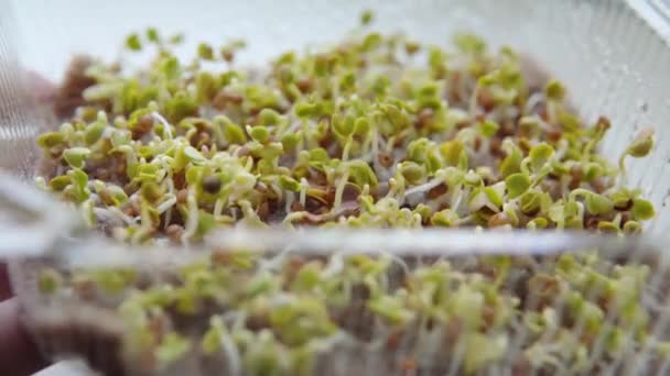 在密闭的容器中的亚麻布垫子上给萝卜种子浇水 微绿色蔬菜 有机食品 城市生态农业 种植种子 家庭园艺概念 健康的生活方式 — 图库视频影像
