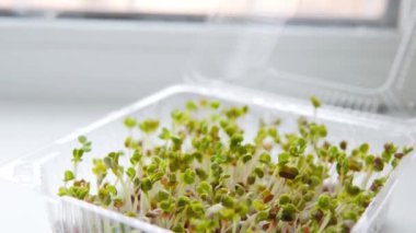 Mikroyeşil biyo-organik yenilebilir hasat, süper yiyecek. Sağlık ekolojisi, ekoloji, ev işi konsepti, tohum yetiştirme, ev bahçesi kavramı. Sağlıklı yaşam tarzı.