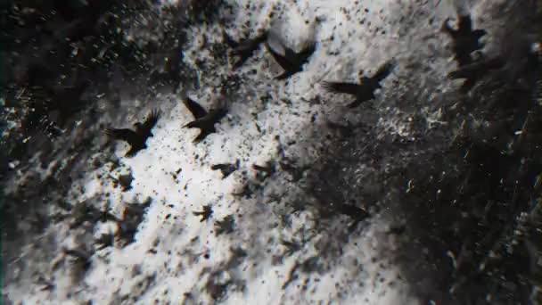 Моторошні Птахи Грифи Гранжевому Чорно Білому Тлі Сюжет Кошмару Хеллоуїна — стокове відео