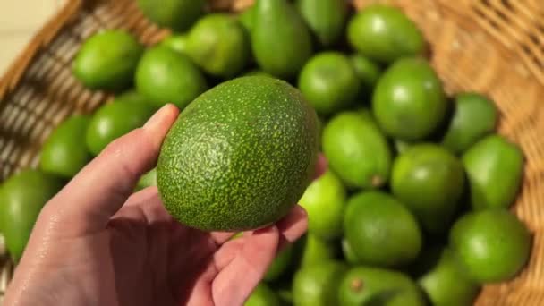 Mans Hand Chooses Ripe Avocado Shelf Local Supermarket Footage — Stock Video