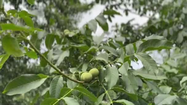 Zelené Vlašské Ořechy Houpají Větru Spolu Větví Stromu Zelenými Listy — Stock video