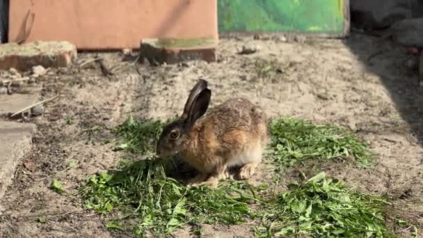 Gri Tavşan Arka Bahçede Yeşil Yiyor Yüksek Kalite Görüntü — Stok video