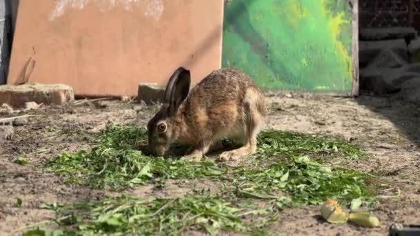 Gri Tavşan Arka Bahçede Çim Çiğniyor Yüksek Kalite Görüntü — Stok video