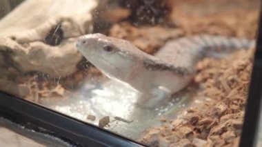 Cam Teraryumun İçinde Görünür Uzuvları Olan Solgun Sürüngen. Yüksek kalite 4k görüntü.