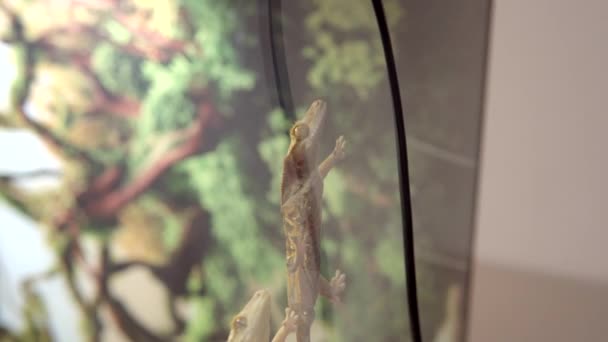 Correlophus Loopatus Відомий Crested Gecko Чіпляється Склянку Свого Корпусу Його — стокове відео