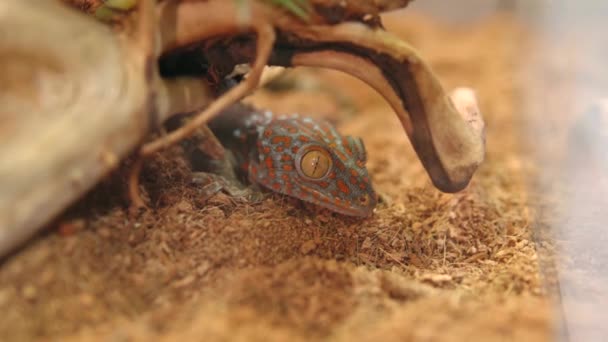 Närbild Gekko Gecko Nattlig Arboreal Gecko Släktet Gekko Den Sanna — Stockvideo
