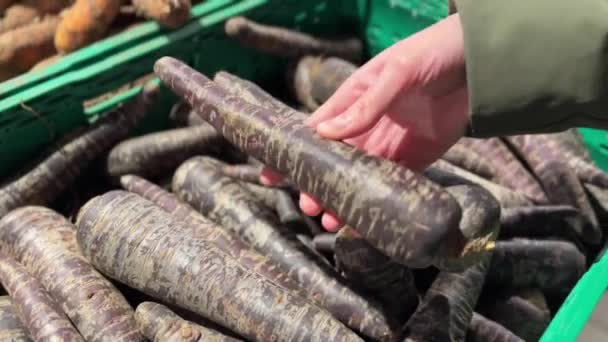Świeże Purpurowe Marchewki Rękach Kobiety Spożywczym Supermarkecie Zdrowe Odżywianie Styl — Wideo stockowe