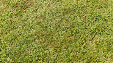 Yeşil çimen yüzeyi, biraz dengesiz, doğal görünümlü. Yüksek kalite fotoğraf.
