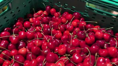 Şehirdeki çiftçi pazarında meyveli kiraz yığınına yakın çekim. Plastik kutulardaki kirazlar. Yüksek kalite 4k görüntü.