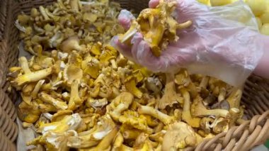 Organik bir markette ahşap bir kutudan taze mantar topluyorum. Yüksek kalite 4k video.