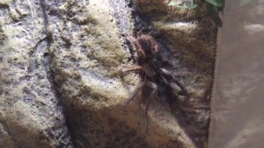 Bir Psalmopoeus reduncus tarantula kayalık bir yüzeyde, eğitici veya belgesel içeriği için uygun bir yakın plan. Yüksek kalite 4k görüntü.