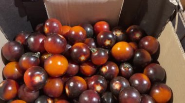 İçinde koyu kırmızı domatesler olan renkli bir sandık. Yüksek kalite 4k görüntü.