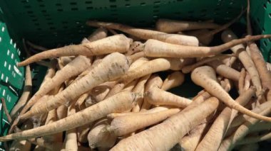 Fresh parsnip root in the plastic basket of the grocery department of the supermarket. High quality 4k footage