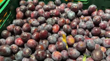 Markette, yeşil bir sandıkta olgun erikler, yakın plan. Yüksek kalite 4k görüntü.