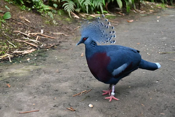 Çok Güzel Bir Arması Olan Taç Renkli Güvercin — Stok fotoğraf