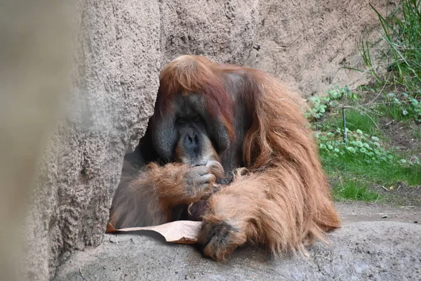 Суматранський Орангутанг Відпочиває Неволі — стокове фото