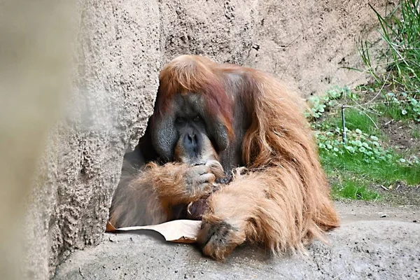 Orangután Sumatra Descansando Cautiverio — Foto de Stock