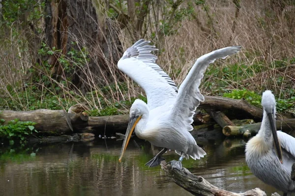 Biały Pelikan Zniewoleniu Wielki Ptak Dużym Dziobem — Zdjęcie stockowe