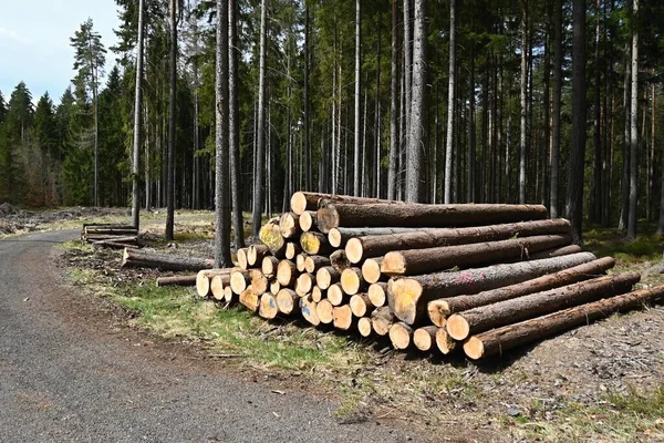 Logging Forest Logging Production Raw Wood — Stock Photo, Image