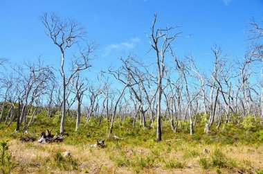 Güney Avustralya 'da yanan ağaçlar ve çalılarla dolu doğal bir park Victoria.