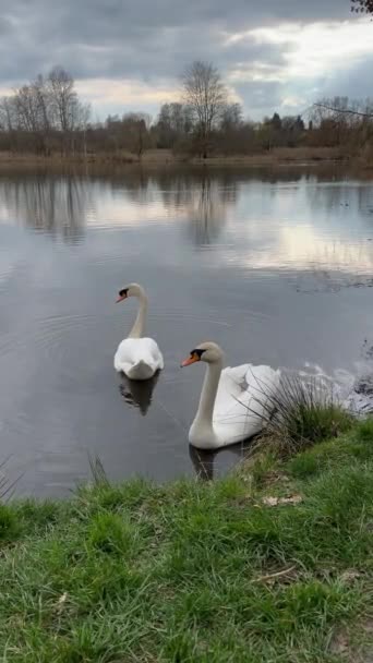 两只天鹅在弗朗西斯巴德的池塘里游泳 春天的娜塔莉 免版税图库视频片段