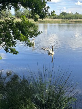 Natalia pınarında doğal bir göl. Kuğular ve yavrularıyla birlikte.