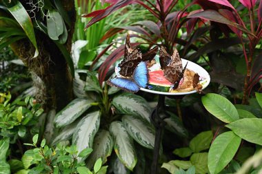 Bahçede karpuz ve ananas dolu bir tabakta kelebekler,