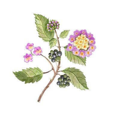 Renkli çiçekler, yemyeşil yapraklar ve meyve kümelerinin yer aldığı lantana çiçekli bir dalın ayrıntılı ve canlı bir çizimi. Botanik sanatı, bahçe tasarımı ve doğa temalı dekorasyon için mükemmel.