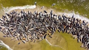 Adadaki fok balıklarının yukarıdan görünüşü.