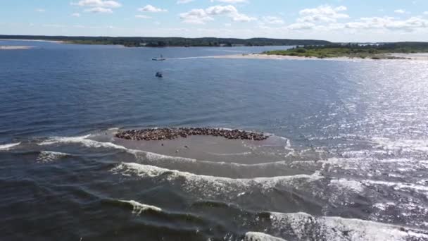 Isola Con Foche Sul Mar Baltico Sull Estuario Della Vistola — Video Stock