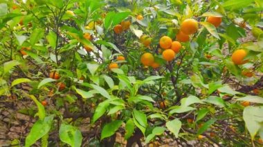 Ripe mandarins hanging on tree branch.