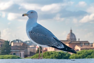 Duvarda oturan martı ya da deniz kuşunun portresi.