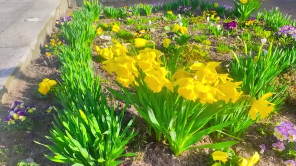 Las Flores Narcisos Narcissus Jonquilla — Vídeo de stock