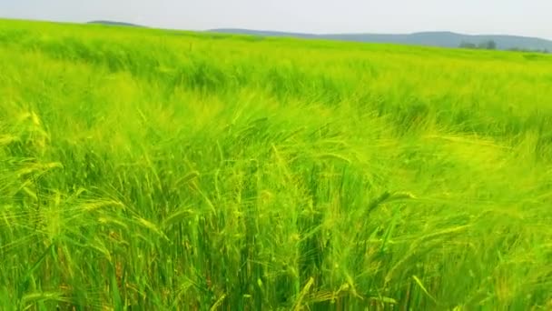緑の大麦畑 Hordeum VargareまたはGerste — ストック動画