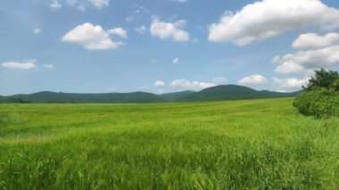 Yeşil tahıllı tarla. Kırsal arazi ve tarım kavramı.