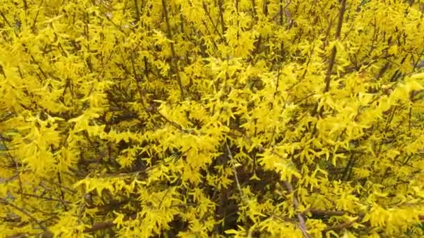 Žlutá Květy Forsythia Jaře — Stock video