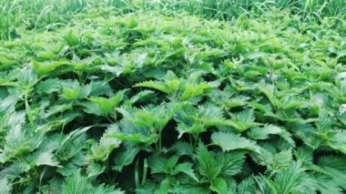 Bulutlu bir günde ısırgan otlarının çalısı.