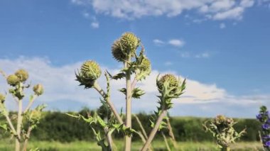 Echinops ritro 'nun yeşil bitkisi.