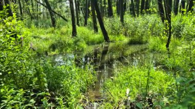 Polonya 'da yaz mevsiminde sel basmış orman.