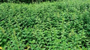 Yaz mevsiminde bir sürü ısırgan otu.