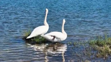 Beyaz kuğular sığ sularda duruyor.