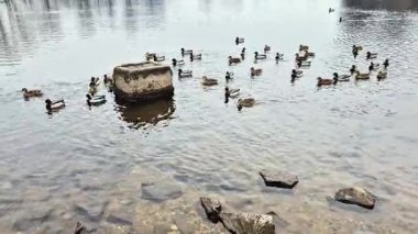 Nehir kıyısında bir sürü ördek.