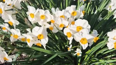 İlkbaharda çiçek açan Jonquilla nergislerinin kapanışı.